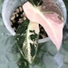Alocasia Black Velvet Pink Variegated