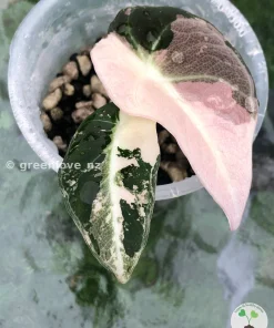 Alocasia Black Velvet Pink Variegated