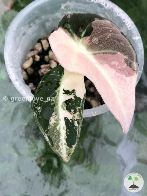 Alocasia Black Velvet Pink Variegated