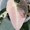 Alocasia Black Velvet Pink Variegated