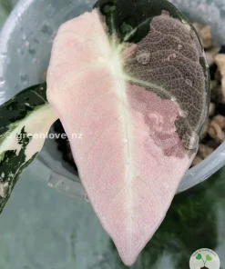 Alocasia Black Velvet Pink Variegated