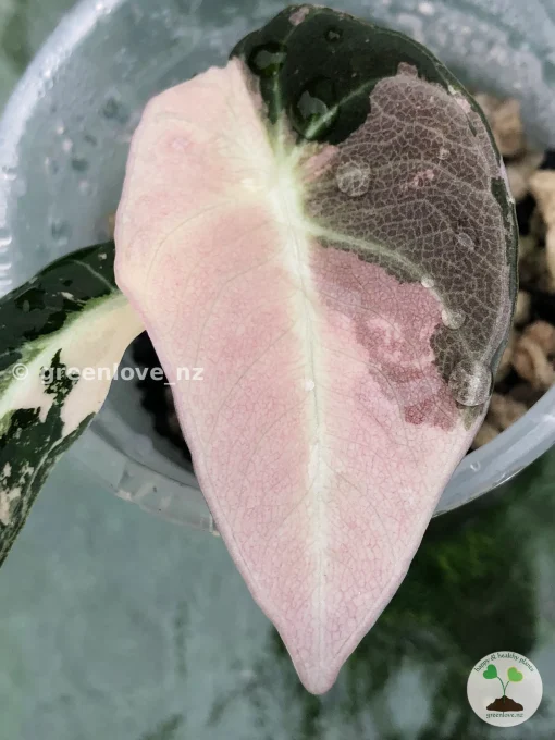 Alocasia Black Velvet Pink Variegated
