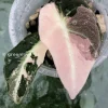 Alocasia Black Velvet Pink Variegated