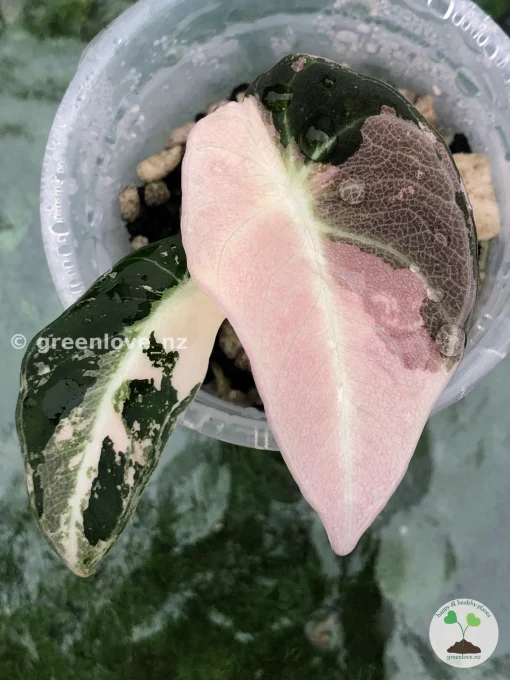 Alocasia Black Velvet Pink Variegated