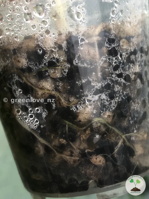 Alocasia Black Velvet Pink Variegated