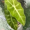 Alocasia Sanderiana Aurea