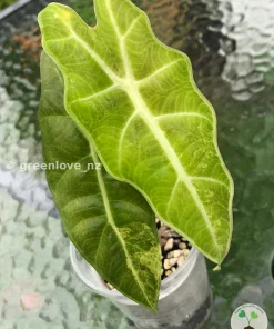 Alocasia Sanderiana Aurea