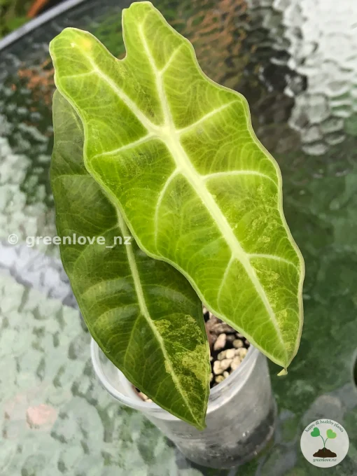 Alocasia Sanderiana Aurea