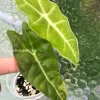 Alocasia Sanderiana Aurea