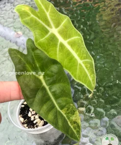 Alocasia Sanderiana Aurea