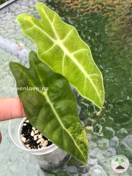 Alocasia Sanderiana Aurea