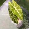 Alocasia Sanderiana Aurea