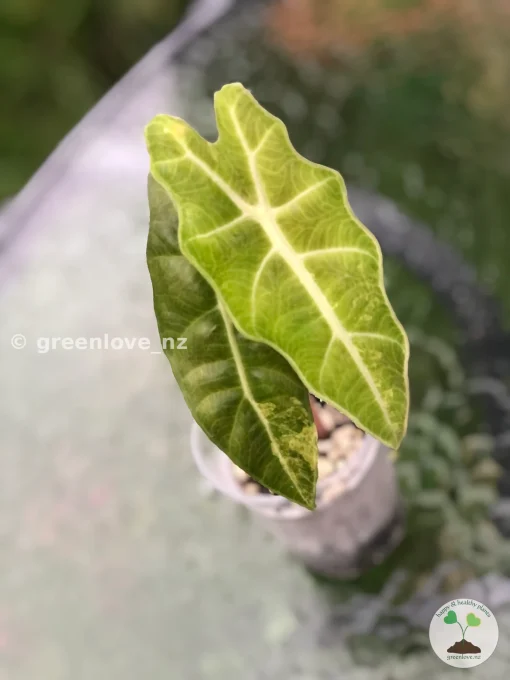 Alocasia Sanderiana Aurea