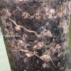 Alocasia Sanderiana Aurea