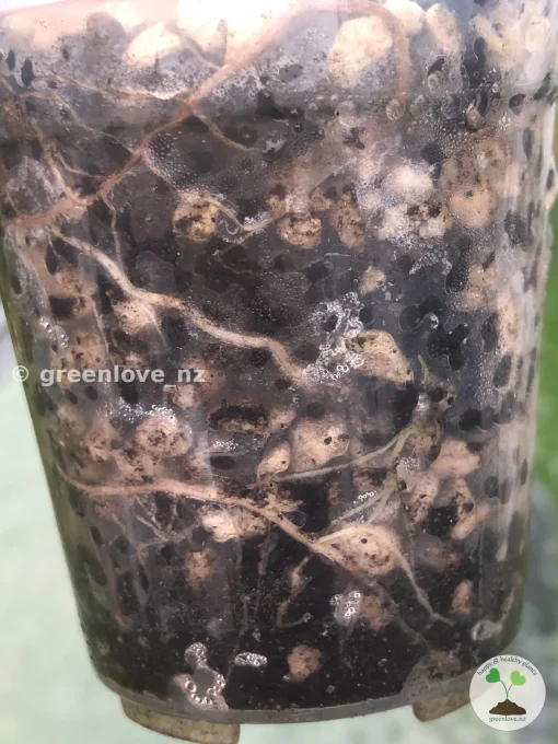 Alocasia Sanderiana Aurea