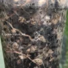 Alocasia Sanderiana Aurea