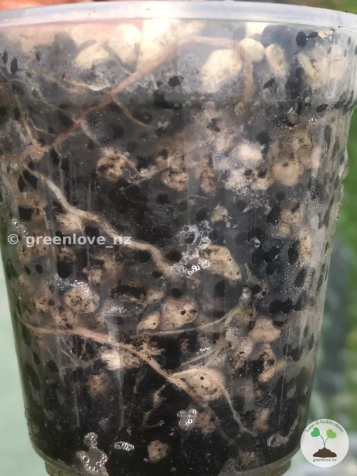 Alocasia Sanderiana Aurea