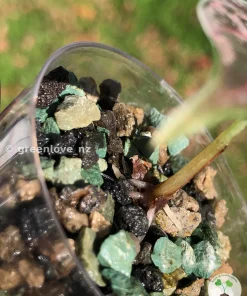 Highly rare Alocasia Amazonica Pink Vriegated