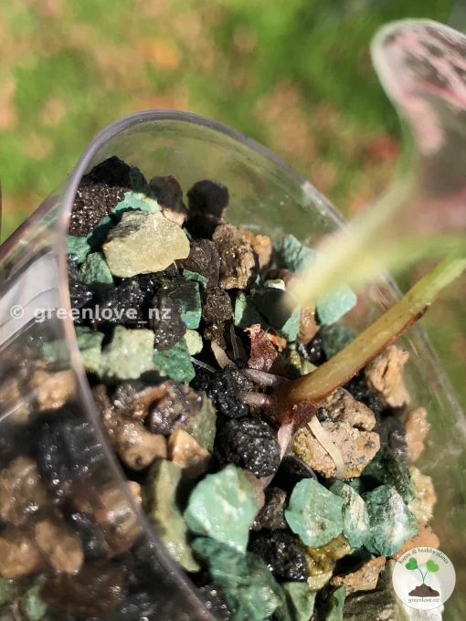 Highly rare Alocasia Amazonica Pink Vriegated
