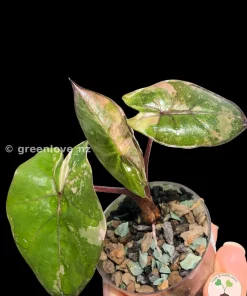 Alocasia Yucatan Princess