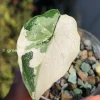Variegated Alocasia Melo (albo)