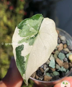 Variegated Alocasia Melo (albo)