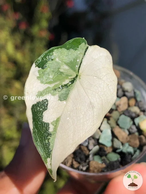 Variegated Alocasia Melo (albo)