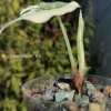 Variegated Alocasia Melo (albo)
