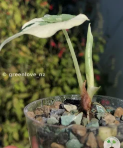 Variegated Alocasia Melo (albo)