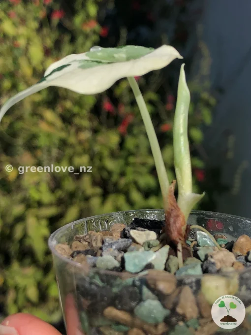 Variegated Alocasia Melo (albo)