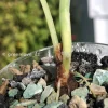 Variegated Alocasia Melo (albo)