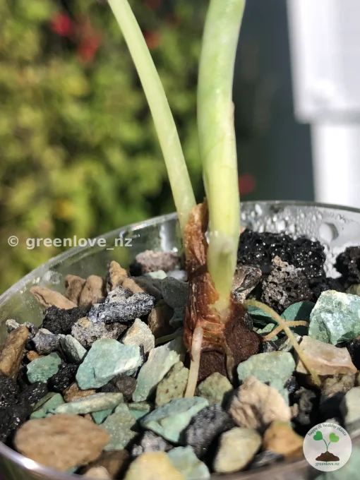 Variegated Alocasia Melo (albo)