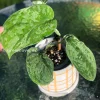 Scindapsus Mejile