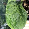 Scindapsus Exotica Mejile sp Sumatra