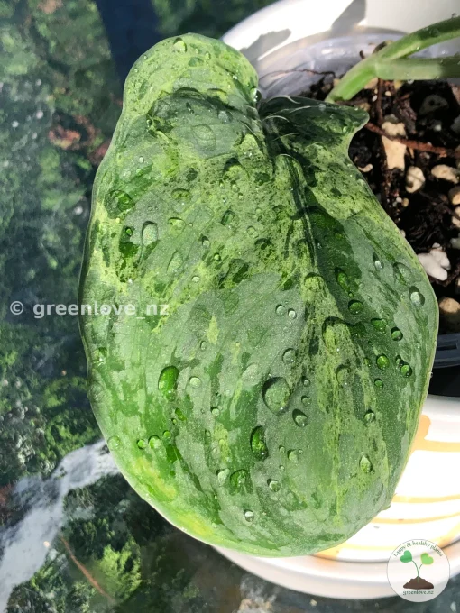 Scindapsus Exotica Mejile sp Sumatra