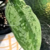 Scindapsus Exotica Mejile sp Sumatra