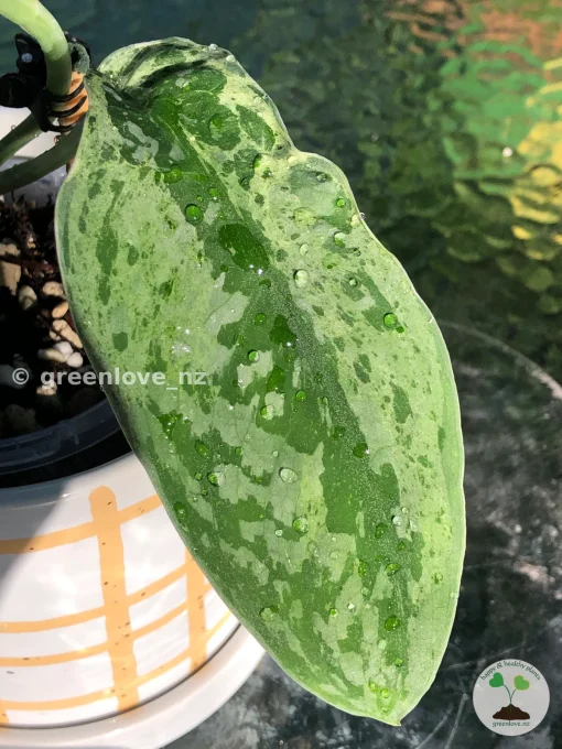 Scindapsus Exotica Mejile sp Sumatra