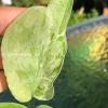 Scindapsus Exotica Mejile sp Sumatra