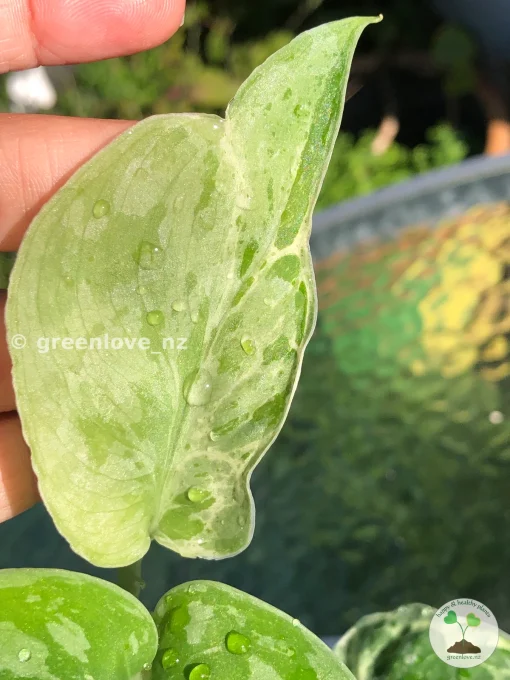Scindapsus Exotica Mejile sp Sumatra