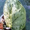 Scindapsus Exotica Albo Peasun