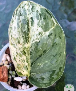 Scindapsus Exotica Albo Peasun