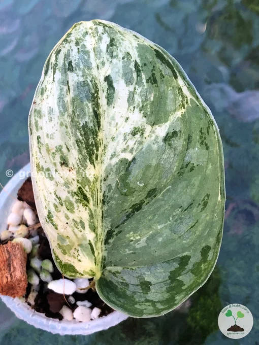 Scindapsus Exotica Albo Peasun