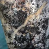 Scindapsus Exotica Albo Peasun