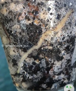 Scindapsus Exotica Albo Peasun