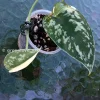 Scindapsus Pictus Mayari