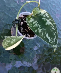 Scindapsus Pictus Mayari