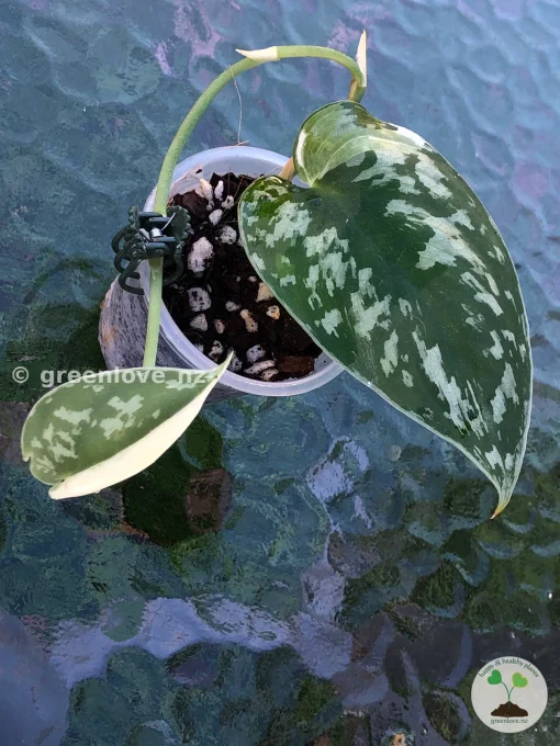 Scindapsus Pictus Mayari