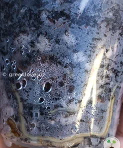 Scindapsus Pictus Mayari