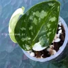 Scindapsus Pictus Mayari