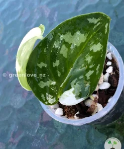 Scindapsus Pictus Mayari